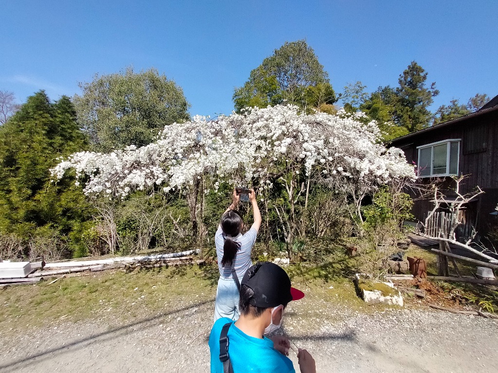 ■奈良の吉野に桜を見に行ってきました■