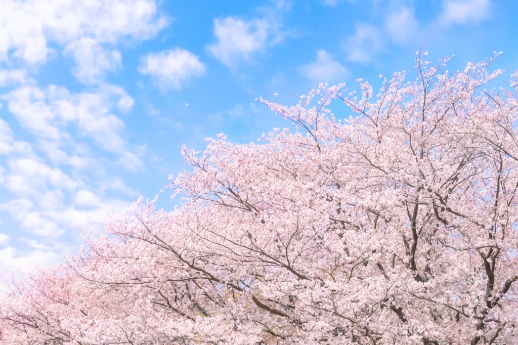 ■あっと言う間に桜が満開になりました■